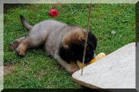 leonberger 040.jpg